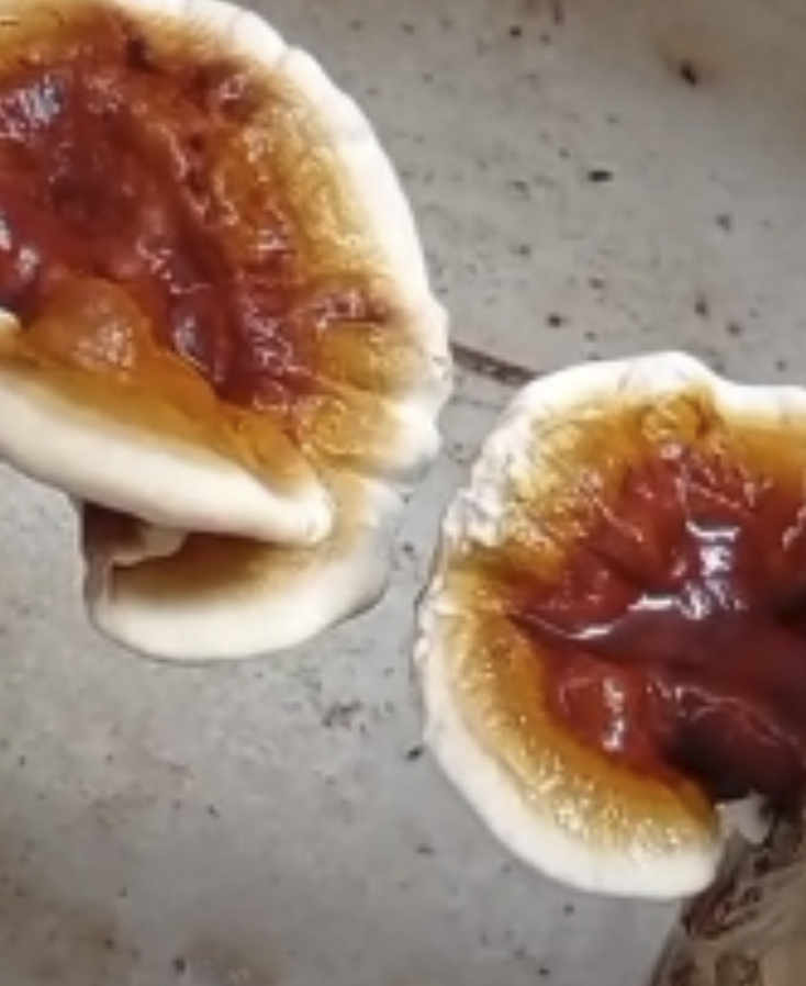 reishi