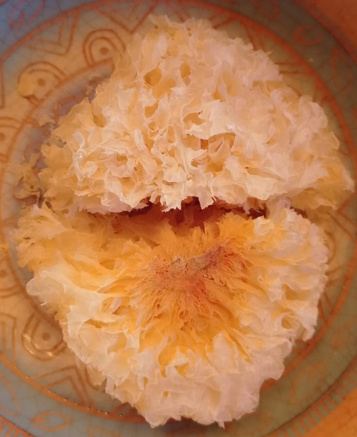 tremella