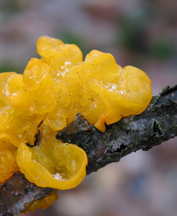 tremella